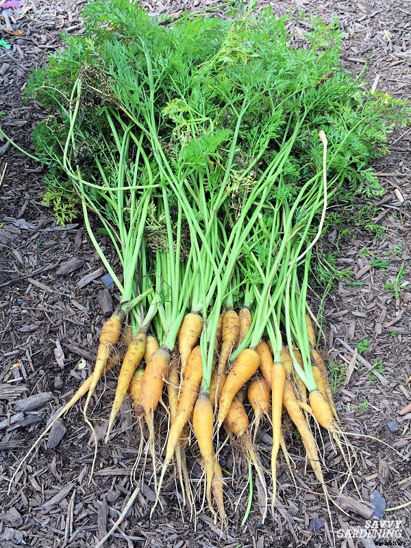 Rainbow carrots: The best red, purple, yellow and white varieties to grow