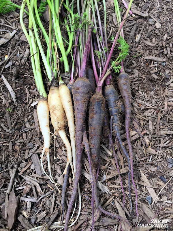Rainbow carrots: The best red, purple, yellow and white varieties to grow