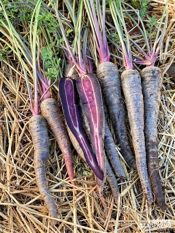Rainbow carrots: The best red, purple, yellow and white varieties to grow