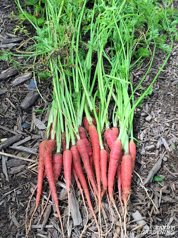 Rainbow carrots: The best red, purple, yellow and white varieties to grow