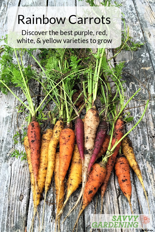 Rainbow carrots: The best red, purple, yellow and white varieties to grow