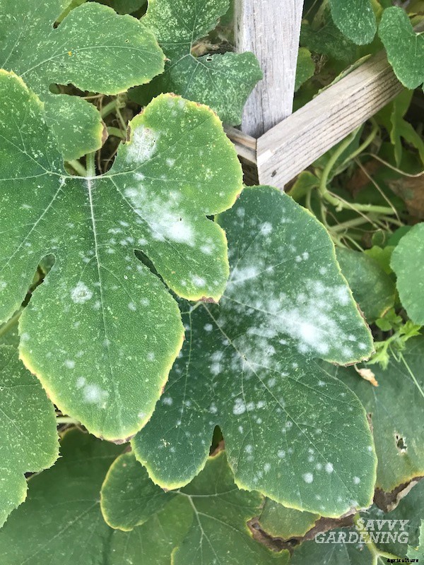 Powdery mildew on squash: What is it and how do you get rid of it?