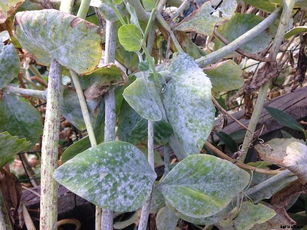 Powdery mildew on squash: What is it and how do you get rid of it?