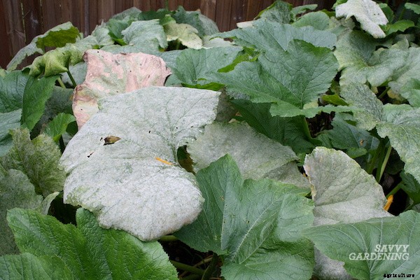 Powdery mildew on squash: What is it and how do you get rid of it?