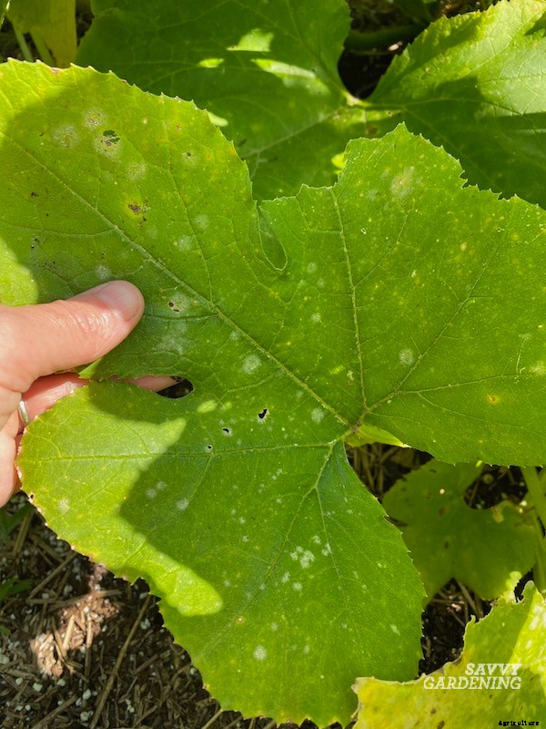 Powdery mildew on squash: What is it and how do you get rid of it?