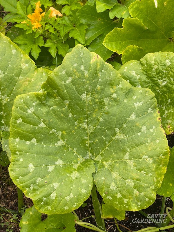 Powdery mildew on squash: What is it and how do you get rid of it?