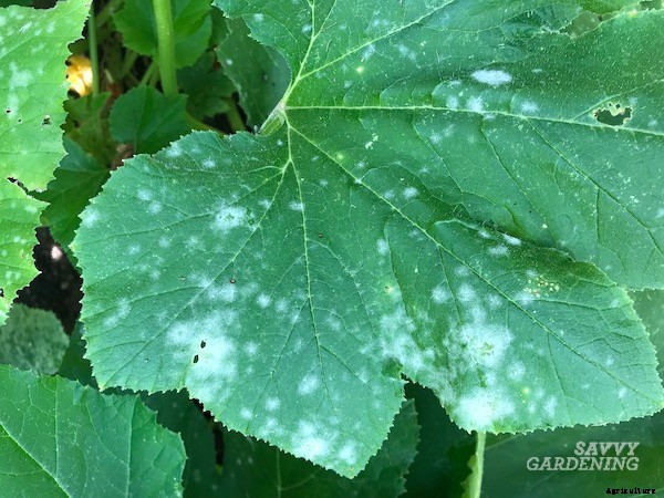Powdery mildew on squash: What is it and how do you get rid of it?