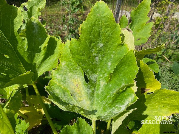 Powdery mildew on squash: What is it and how do you get rid of it?