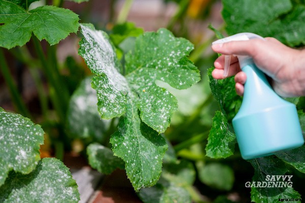 Powdery mildew on squash: What is it and how do you get rid of it?