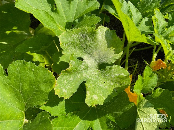 Powdery mildew on squash: What is it and how do you get rid of it?