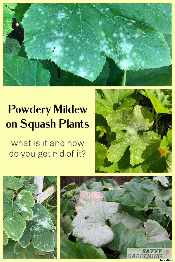 Powdery mildew on squash: What is it and how do you get rid of it?