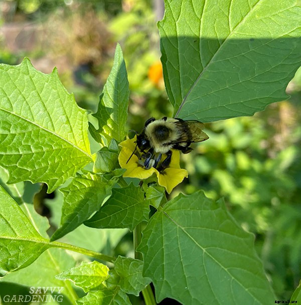 When to harvest tomatillos for the best flavor