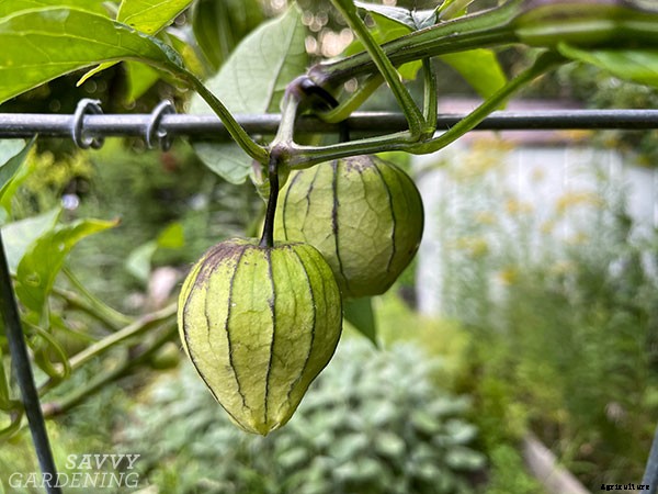 When to harvest tomatillos for the best flavor