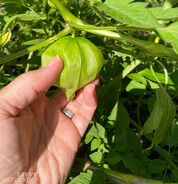 When to harvest tomatillos for the best flavor