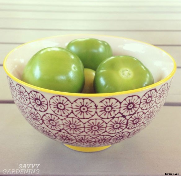 When to harvest tomatillos for the best flavor