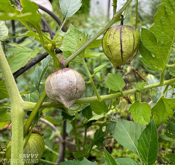 When to harvest tomatillos for the best flavor