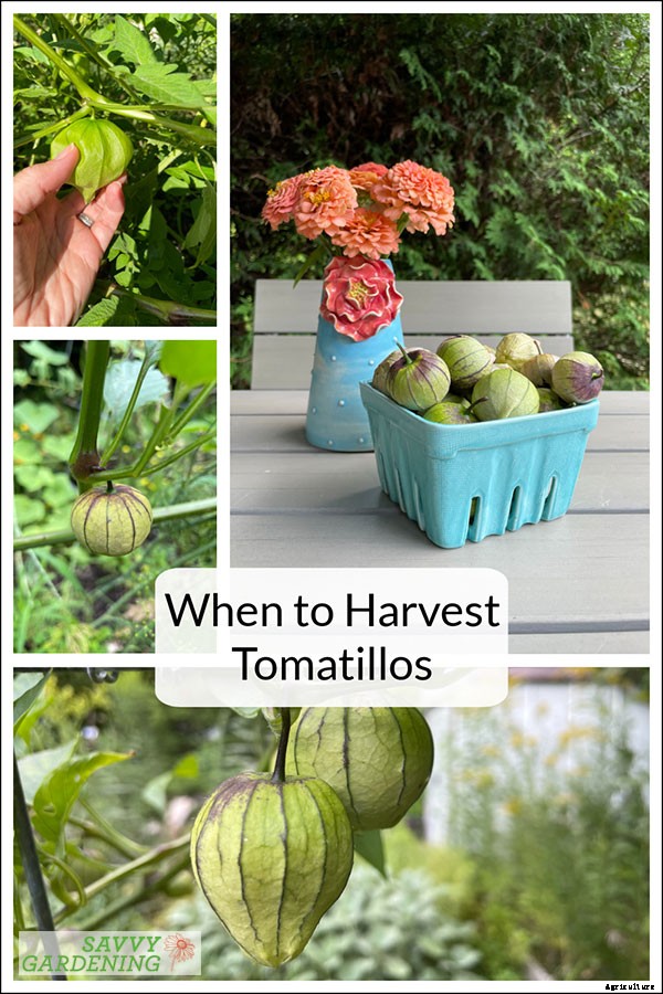 When to harvest tomatillos for the best flavor