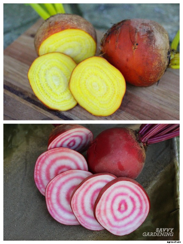 When to harvest beets from a home garden