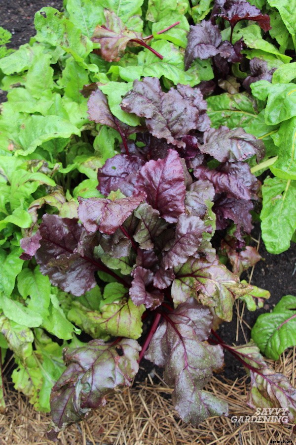 When to harvest beets from a home garden