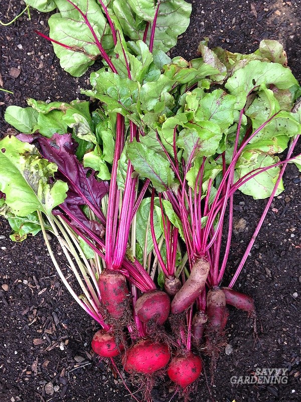 When to harvest beets from a home garden