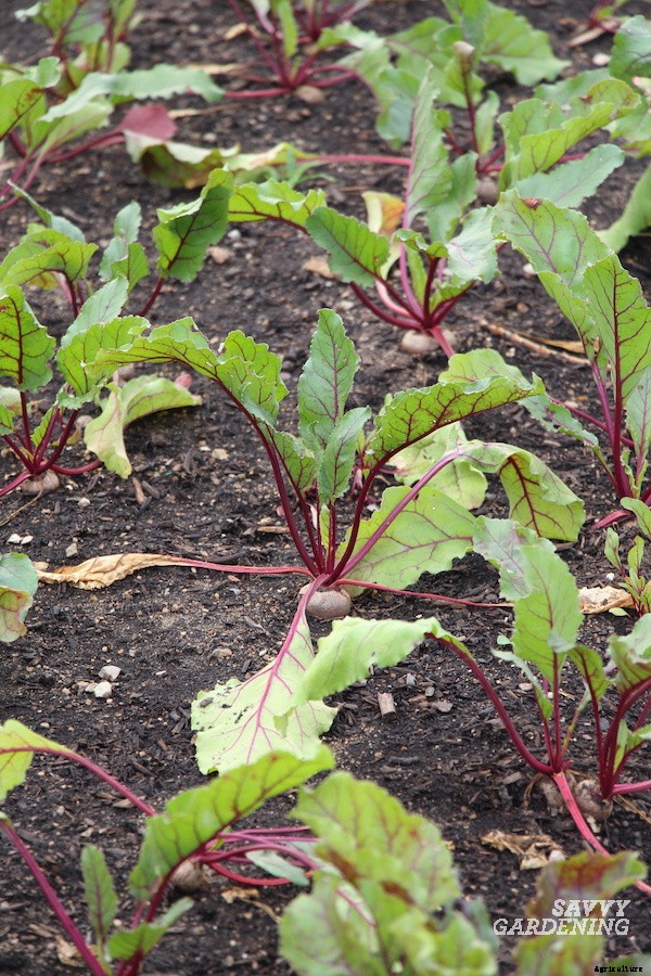 When to harvest beets from a home garden