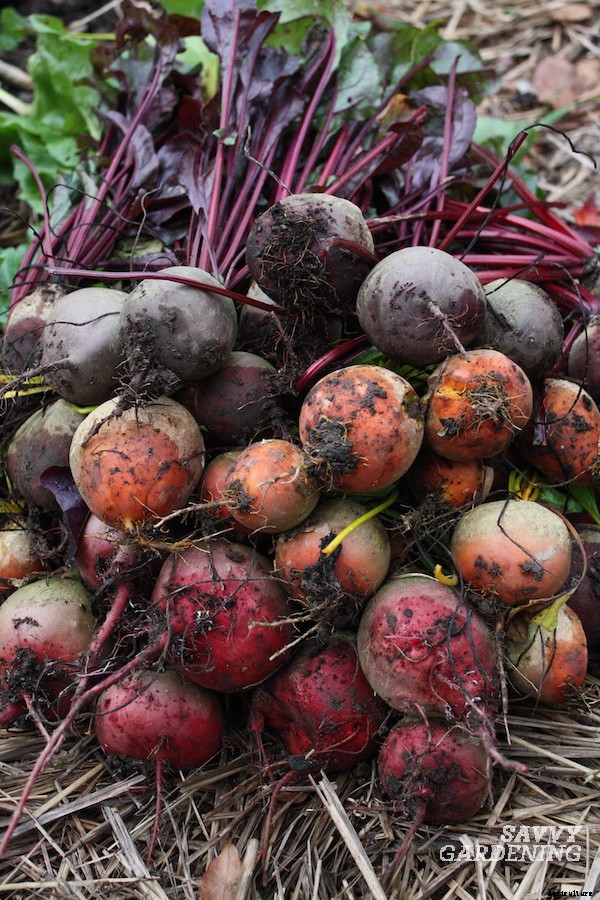 When to harvest beets from a home garden