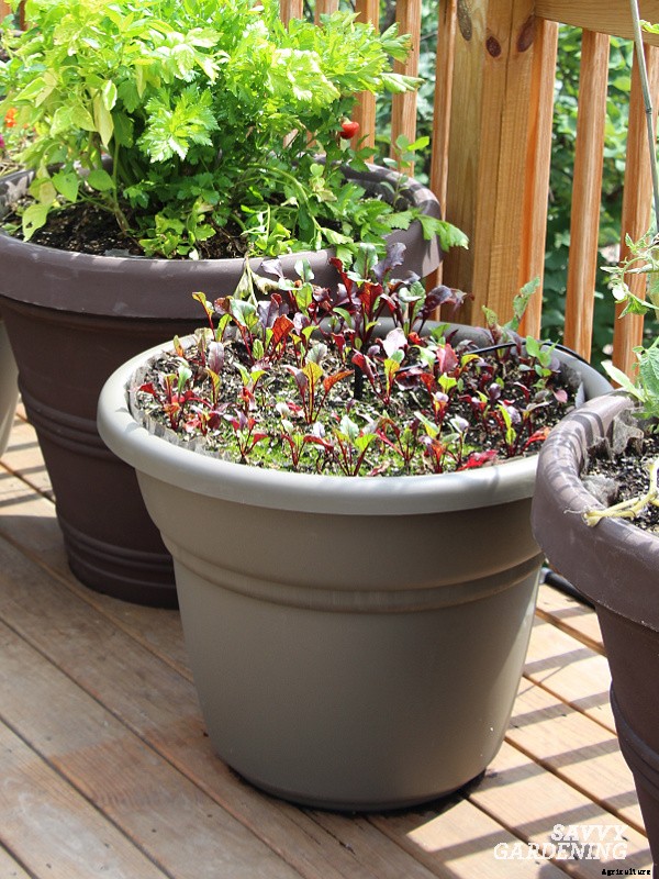 When to harvest beets from a home garden