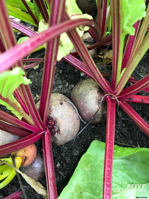 When to harvest beets from a home garden