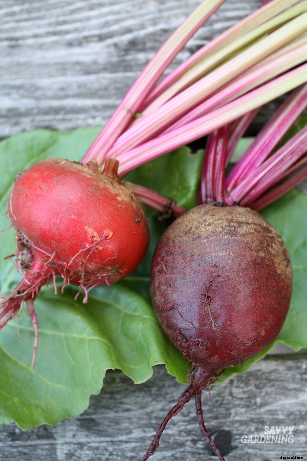 When to harvest beets from a home garden