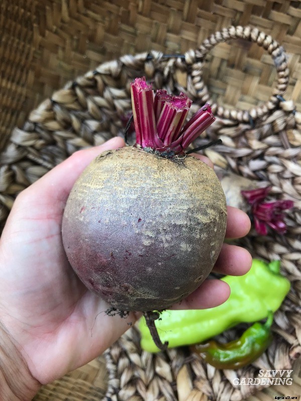 When to harvest beets from a home garden