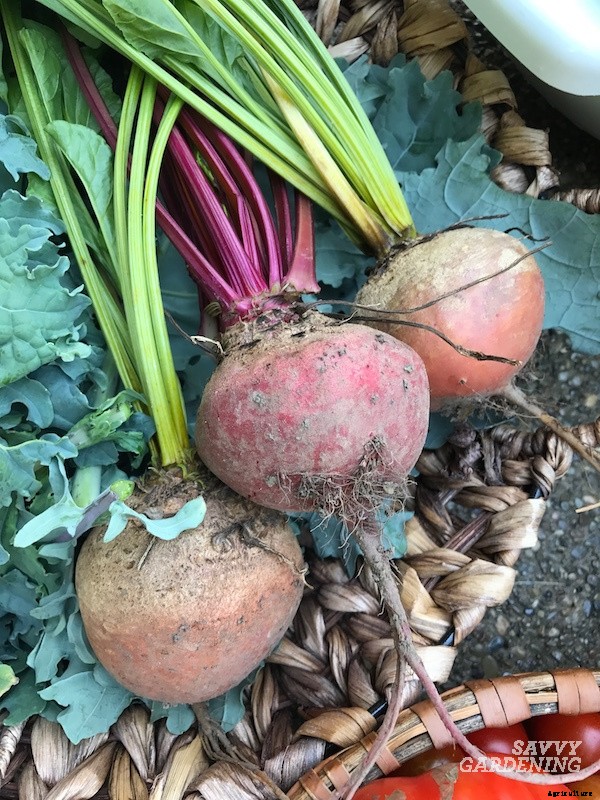 When to harvest beets from a home garden