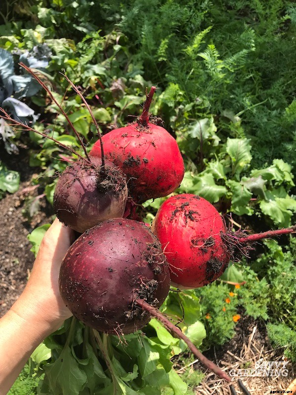 When to harvest beets from a home garden