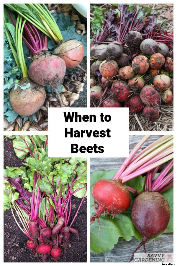 When to harvest beets from a home garden