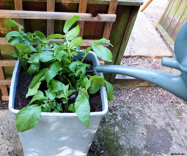 Two clever and easy DIY projects for growing food in small spaces