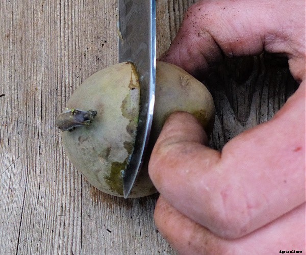 Two clever and easy DIY projects for growing food in small spaces