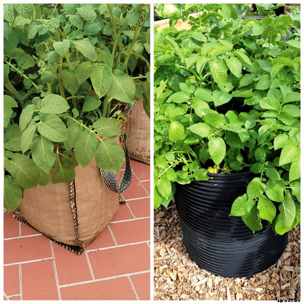 Two clever and easy DIY projects for growing food in small spaces