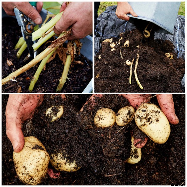 Two clever and easy DIY projects for growing food in small spaces