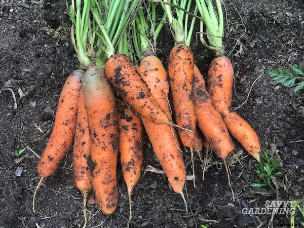 When to harvest carrots for fresh eating or storage