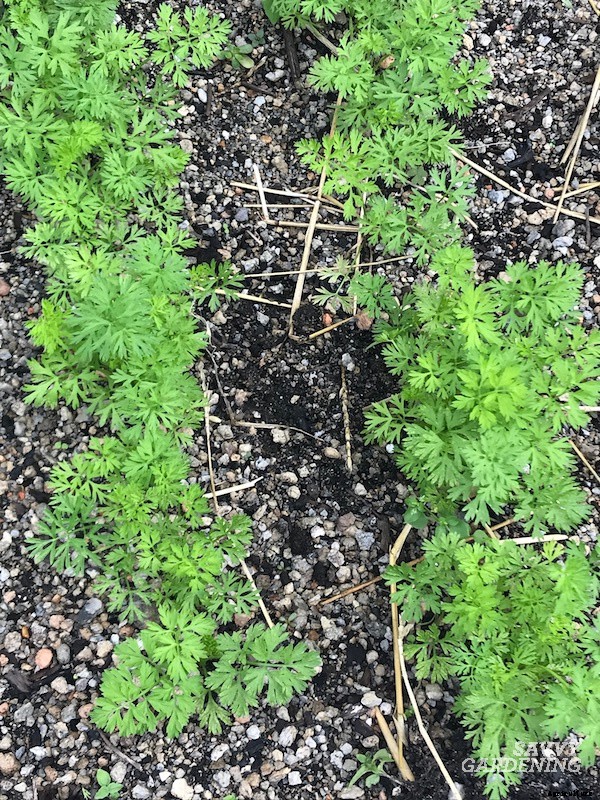 When to harvest carrots for fresh eating or storage