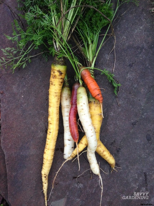 When to harvest carrots for fresh eating or storage