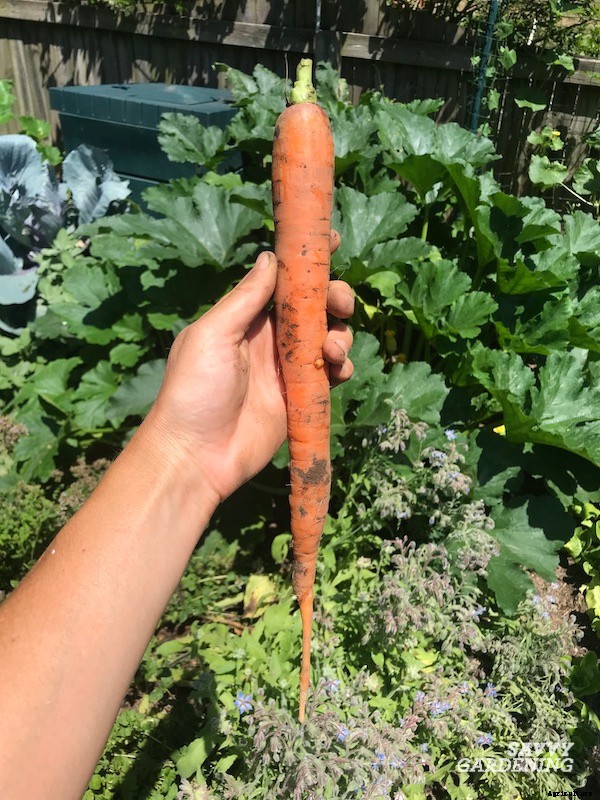 When to harvest carrots for fresh eating or storage