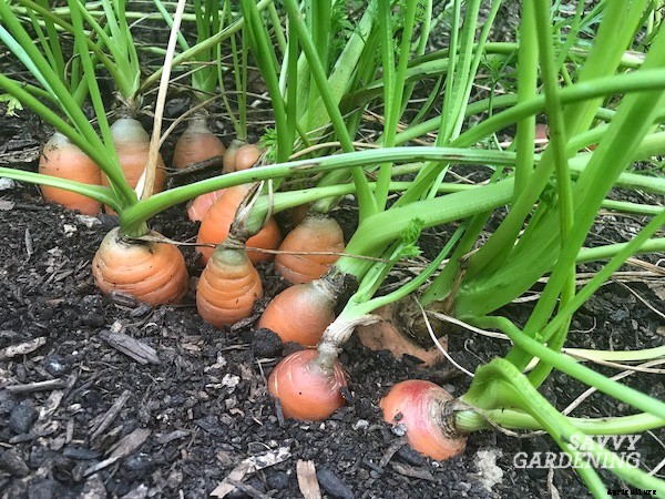 When to harvest carrots for fresh eating or storage