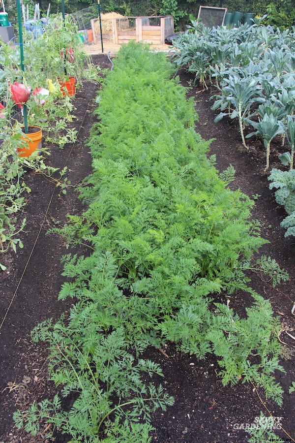 When to harvest carrots for fresh eating or storage