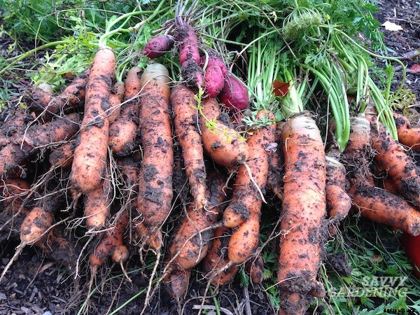 When to harvest carrots for fresh eating or storage