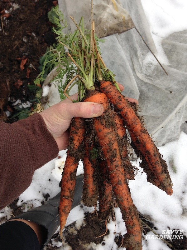When to harvest carrots for fresh eating or storage