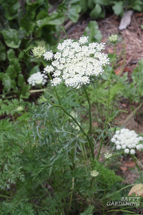 When to harvest carrots for fresh eating or storage