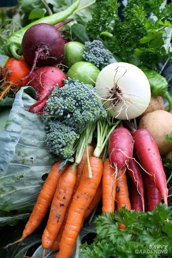 When to harvest carrots for fresh eating or storage