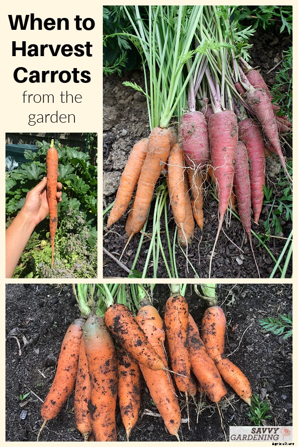 When to harvest carrots for fresh eating or storage