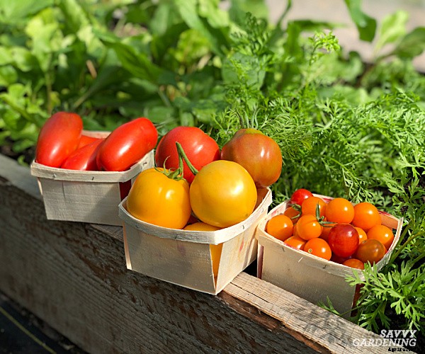 When to pick tomatoes for the best flavor and fruit quality