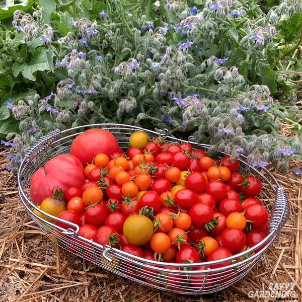 When to pick tomatoes for the best flavor and fruit quality